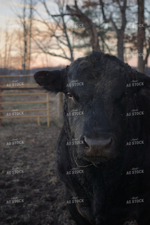 Black Angus Cattle 251119