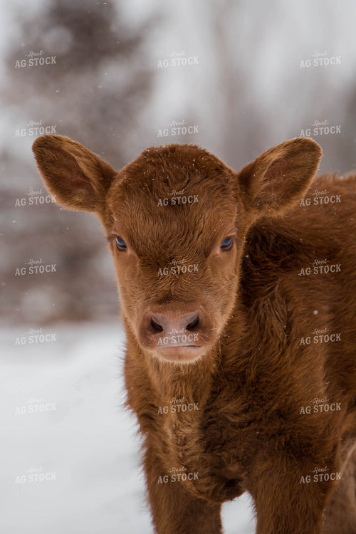 Calf in Pasture 97110