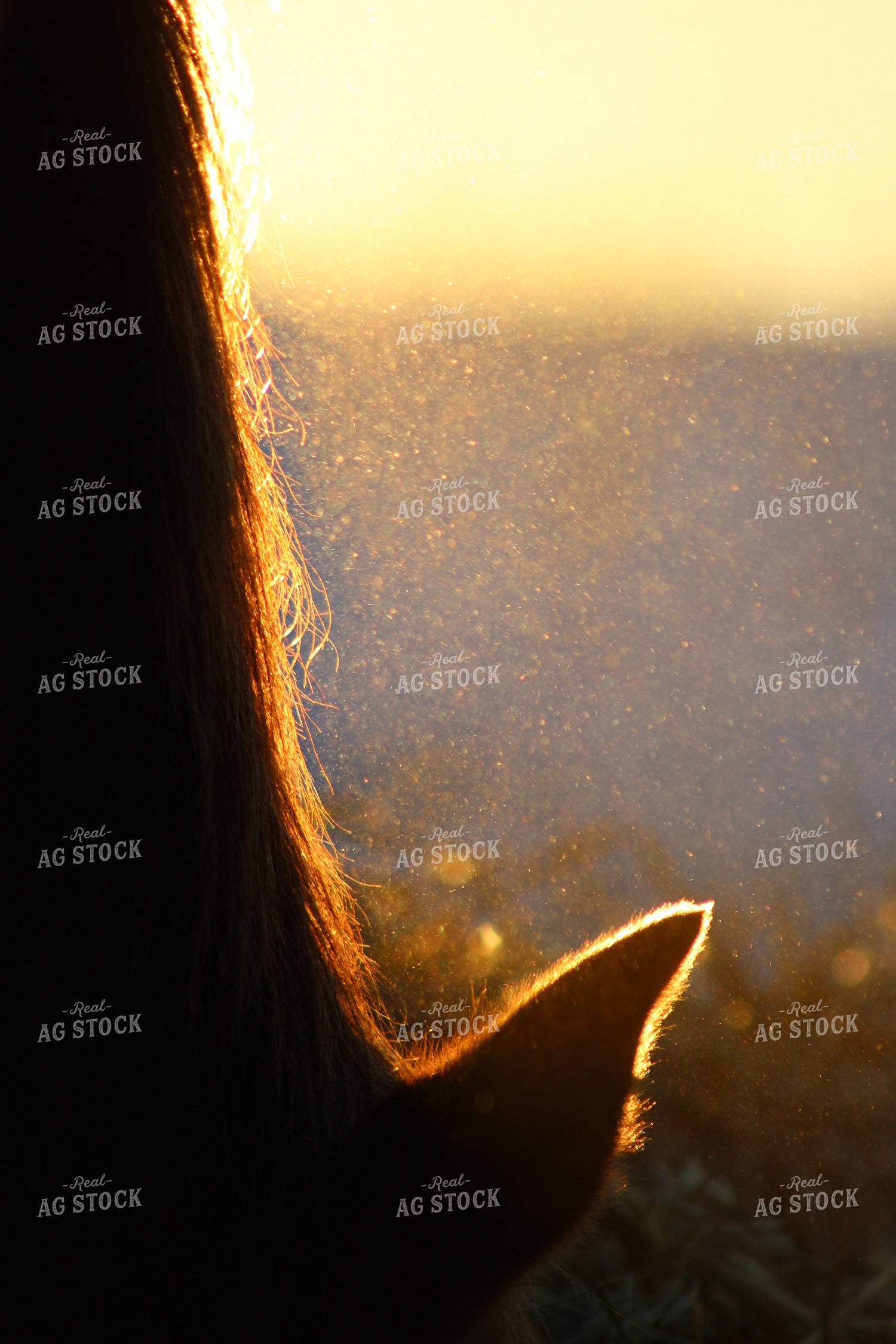 Horse Ear in the Sun 183010