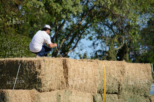 Farmer on Top of Alfalfa Bales 105021