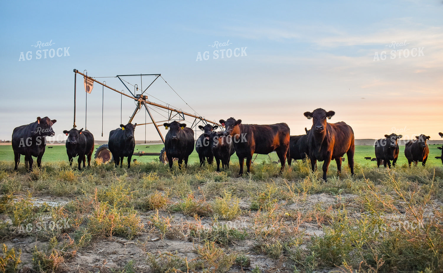 Cattle on Irrigated Pasture 56097
