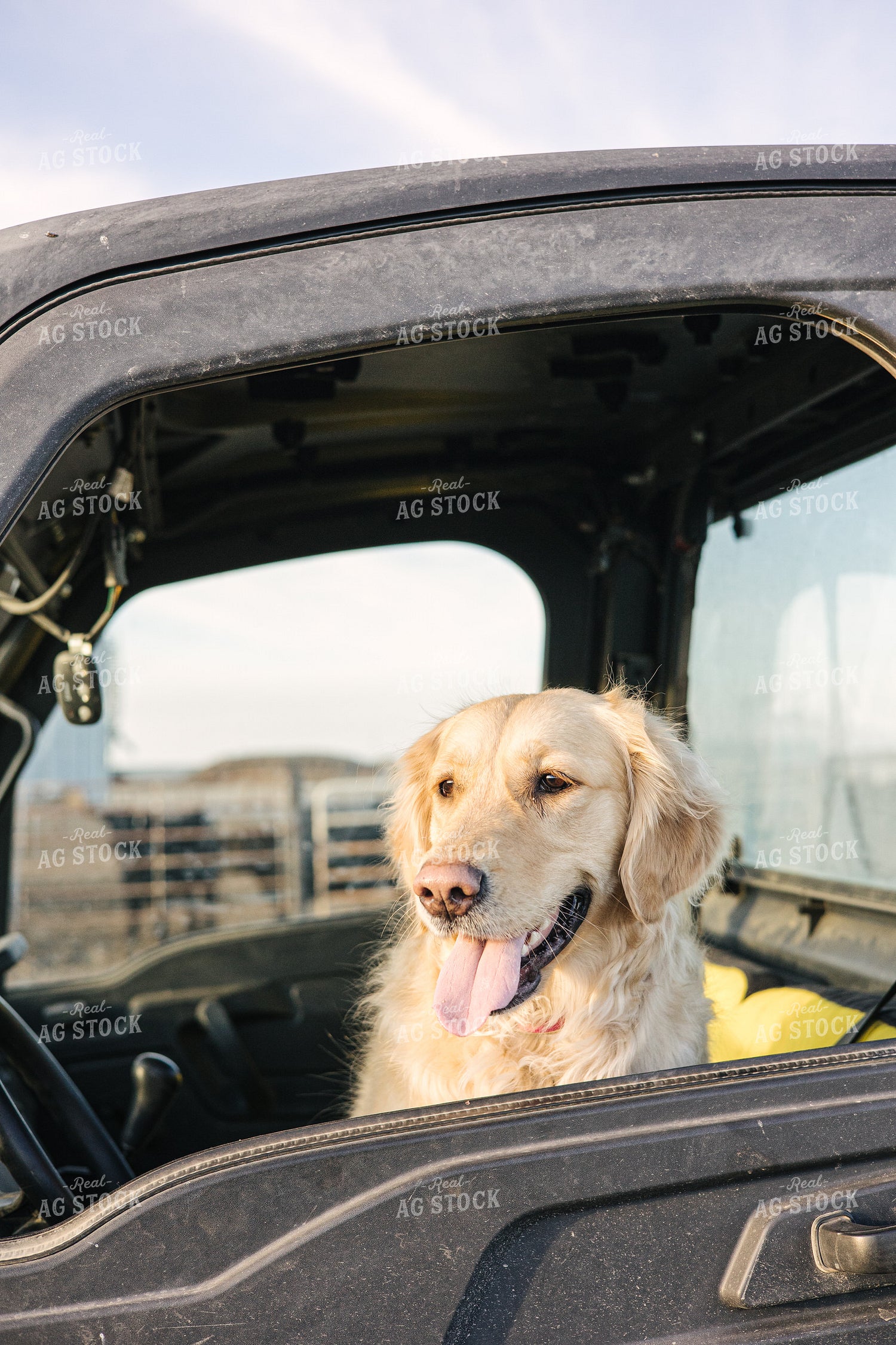 Ranch Dog in UTV 70131