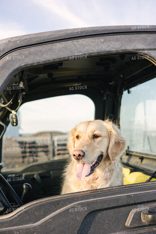 Ranch Dog in UTV 70131