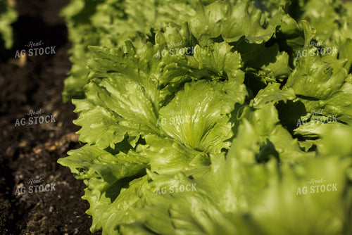 Iceberg Lettuce Field 7353