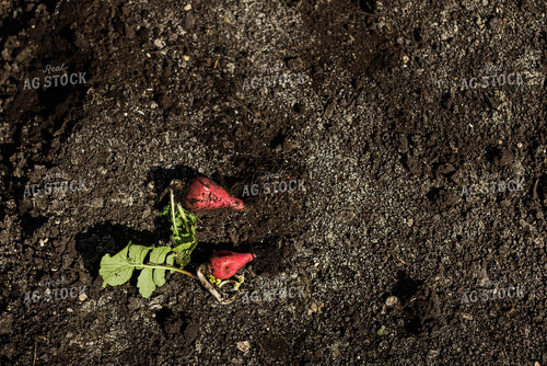 Radish Plant 7342