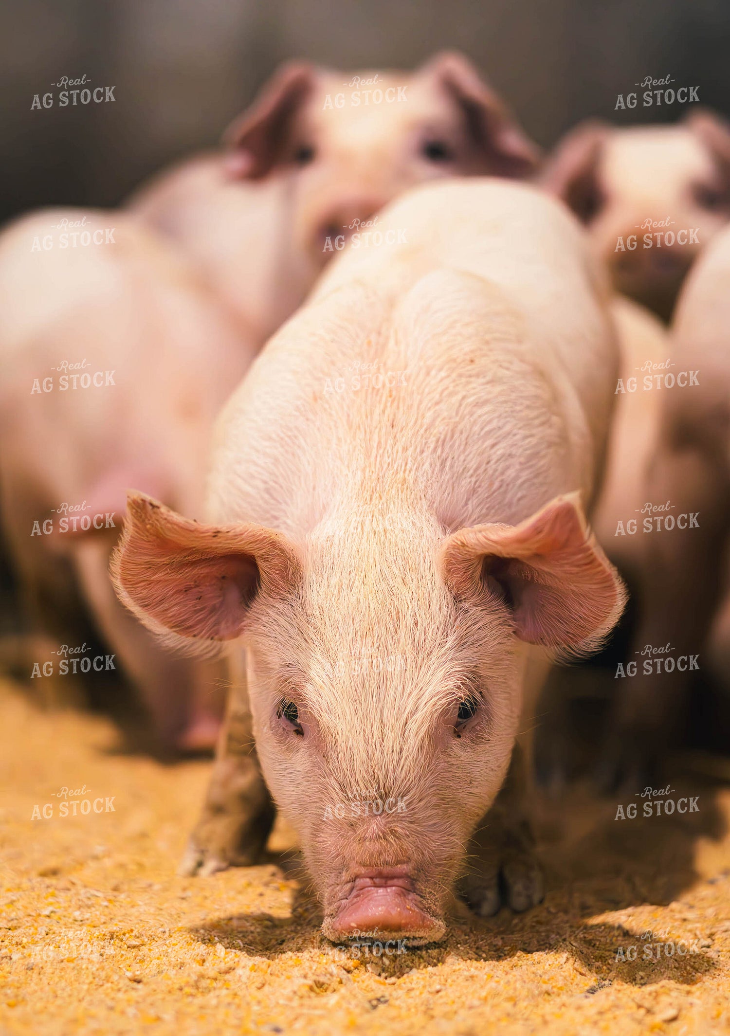 Pigs Eating Feed 289065