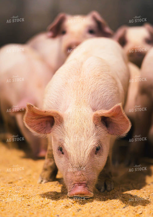Pigs Eating Feed 289065