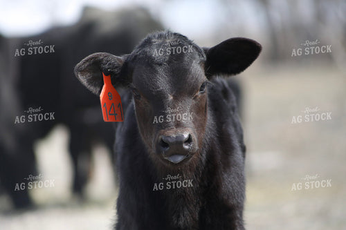 Angus Calf 117201