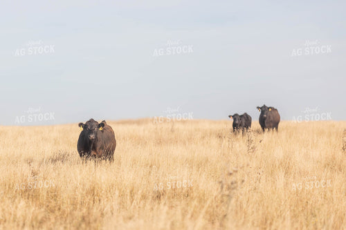 Angus Cattle in Pasture 72116