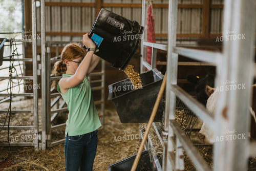 Farm Kid Feeding Cattle 7861