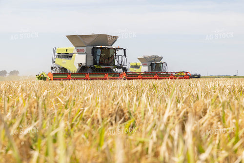 Rice Harvest 79721