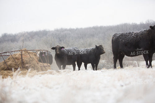 Cattle 1647