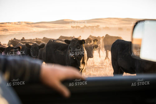 Checking Black Angus Cattle 147014