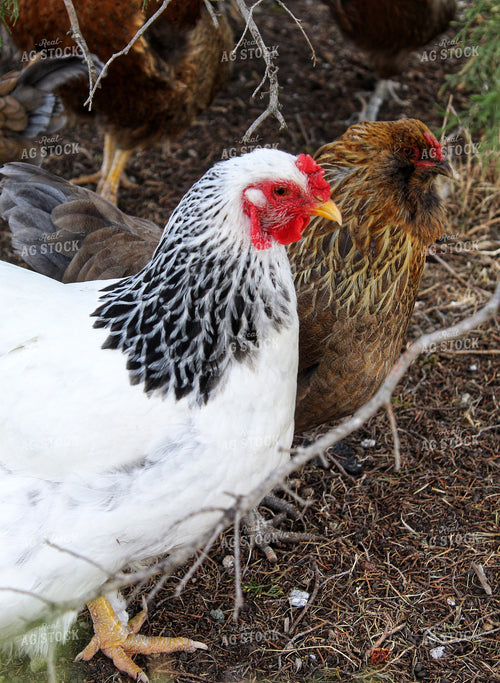 Backyard Chickens 141251