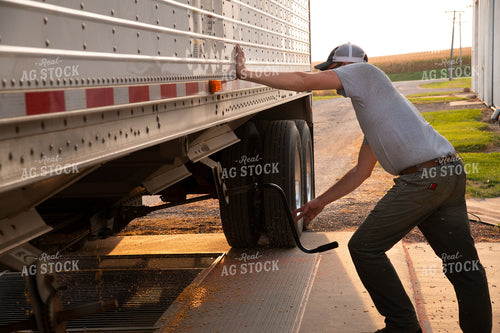 Farmer Unloading Corn from Hopper Bottom Semi to Grain Pit 25469
