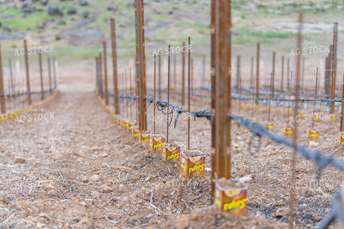 Vineyard Grape Production 107028
