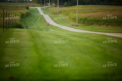 Deer in Corn 2447