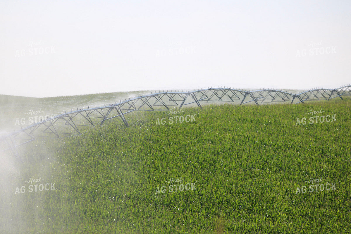 Irrigating Mid-Season Corn Field 82480