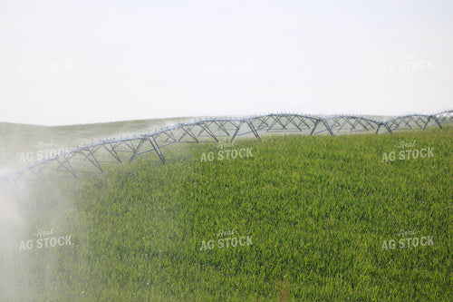 Irrigating Mid-Season Corn Field 82480