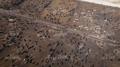 Cattle Feedlot Drone 56439