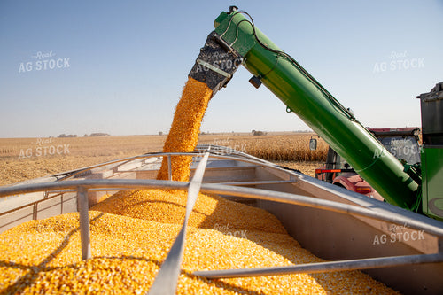 Corn Harvest 286012