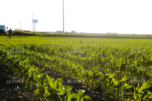 Checking Corn 209016