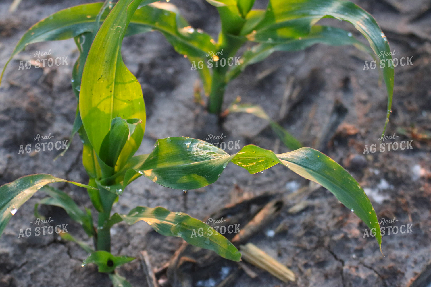 Early Season Corn 82313