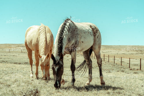 Horses in Pasture 58059