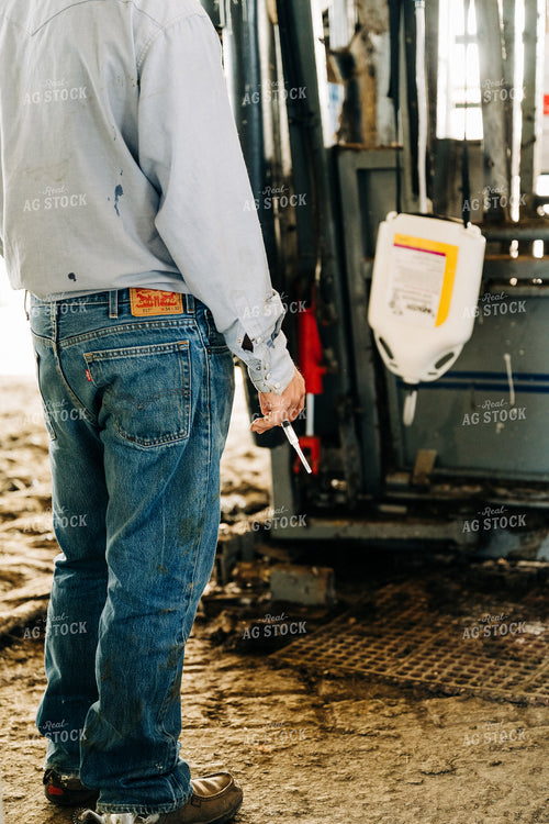 Rancher Preparing to Vaccinate Cattle in Shoot 125124