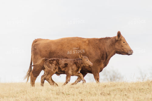 Angus Cow and Calf in Pasture 131026