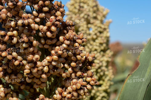 Sorghum Berries 156130