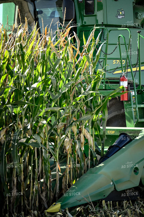 Corn Harvest 86031