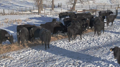 Aerial of Feeding Cattle in Winter 239533