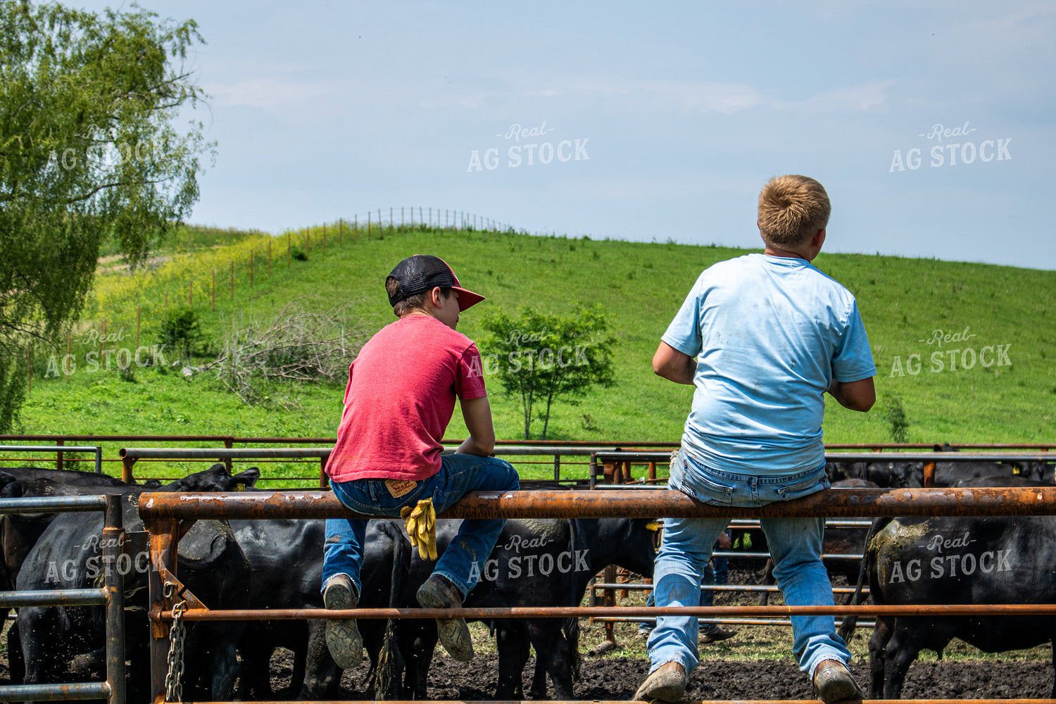 Ranchers Working Cattle 214218