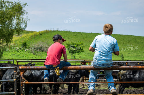 Ranchers Working Cattle 214218