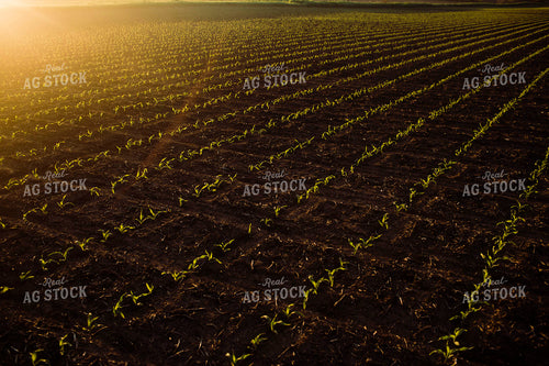 Early Growth Corn 2973