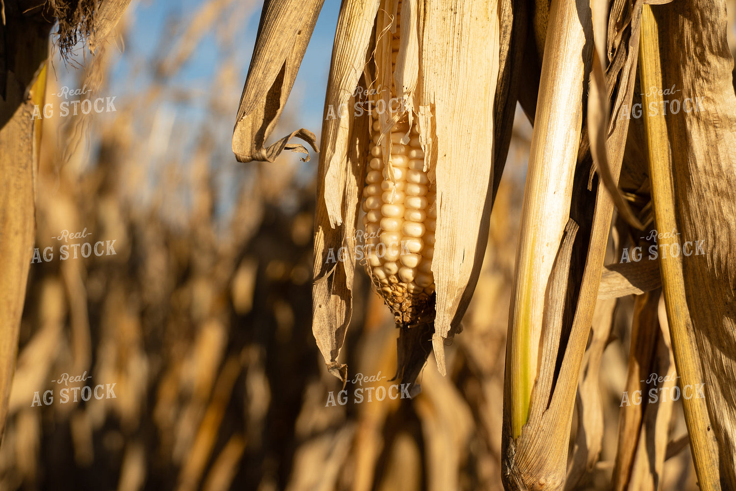 Ear of White Corn 65532