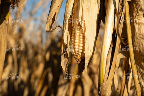 Ear of White Corn 65532