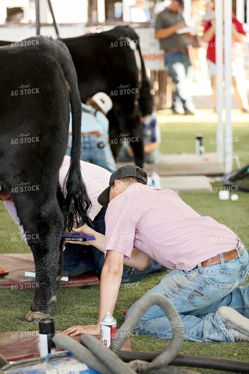 Prepping for Cattle Show 127123