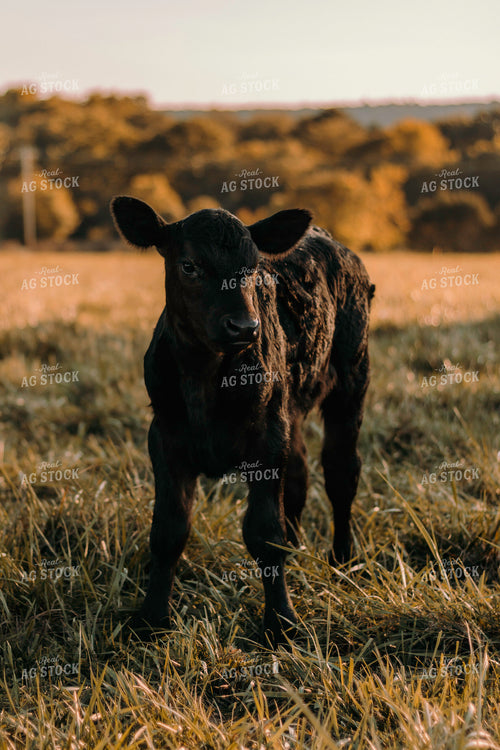 Black Angus Calf 108005