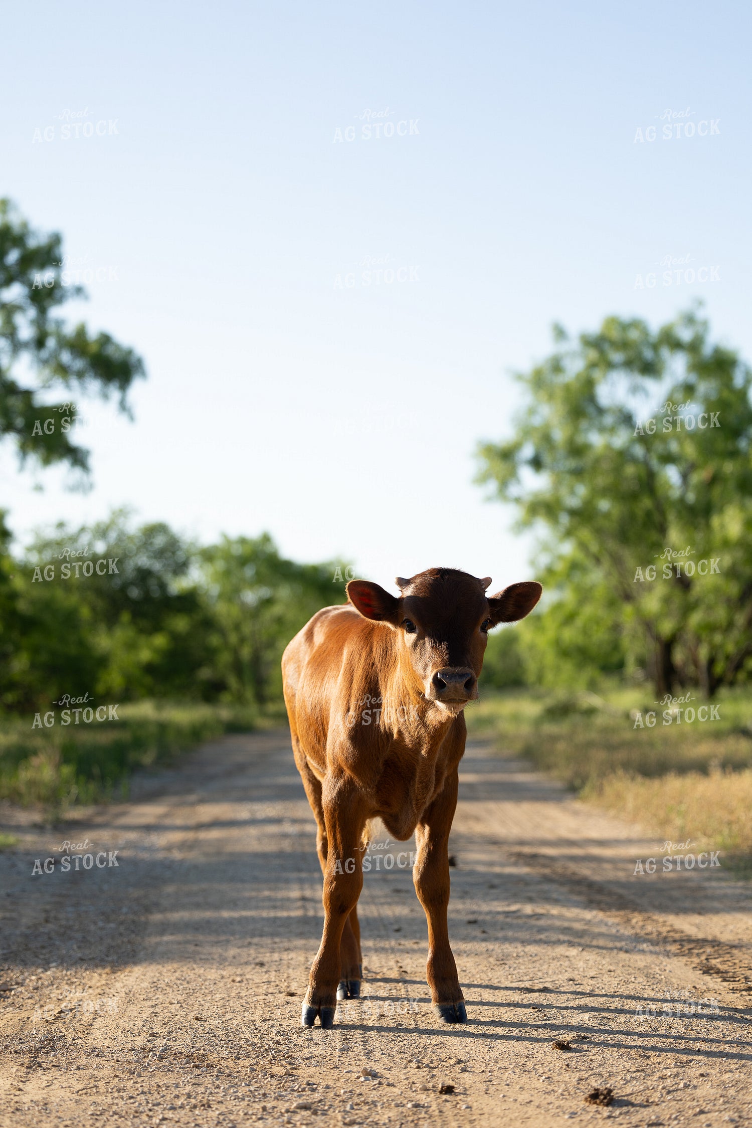 Calf 205042
