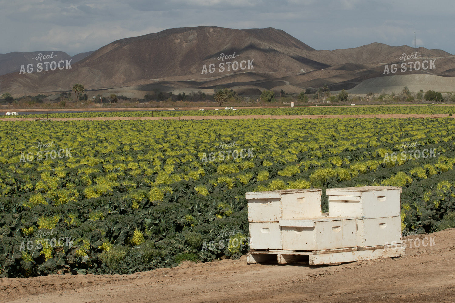 Broccoli Grown For Seed 105090