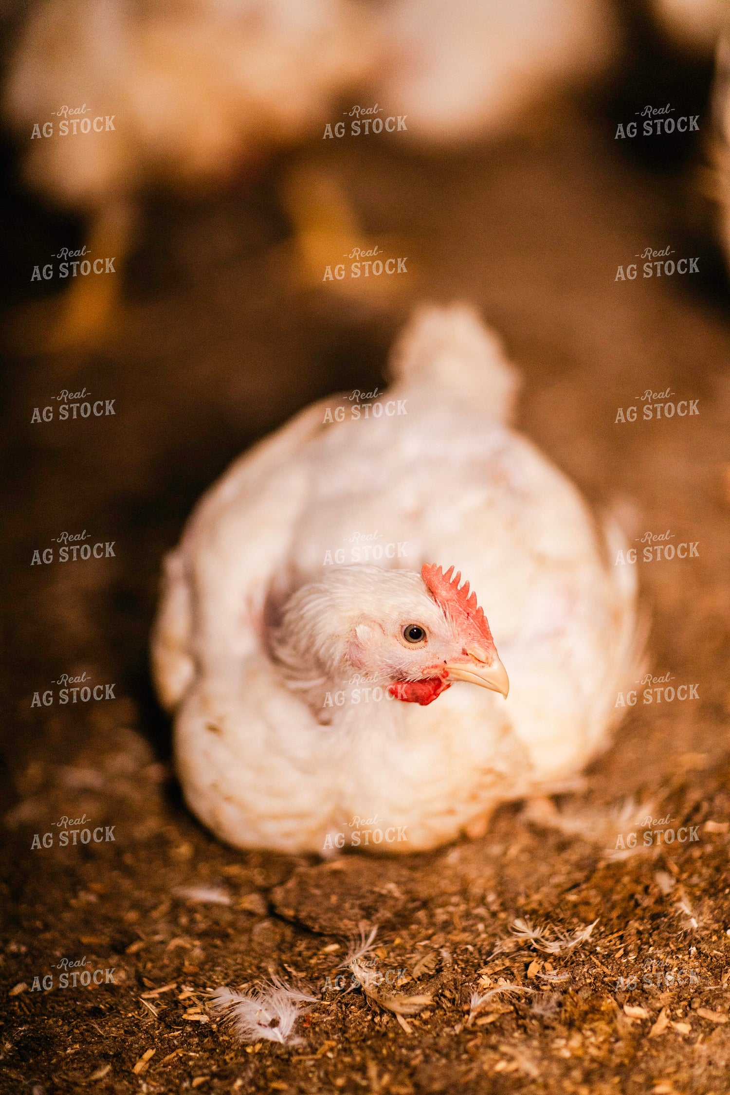 Broiler Chickens in Barn 280040