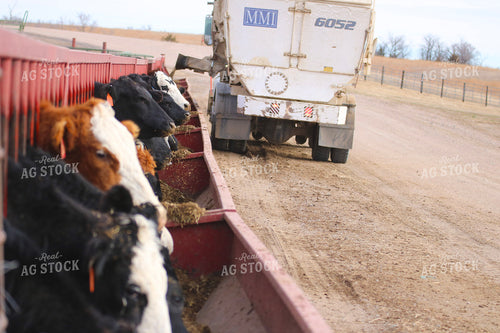 Angus Cattle in Pen 82187