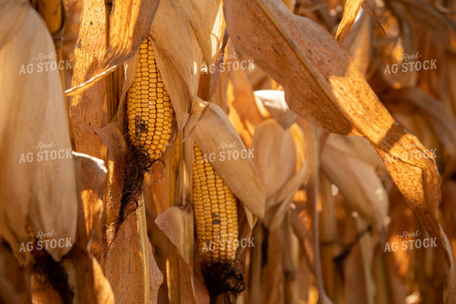 Dried Corn Waiting to be Harvested on a Sunny Day 25911
