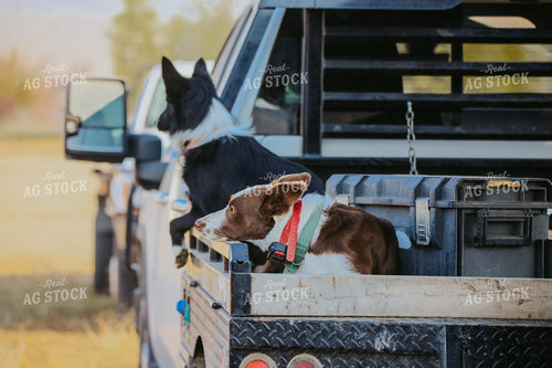 Ranch Dogs 275004
