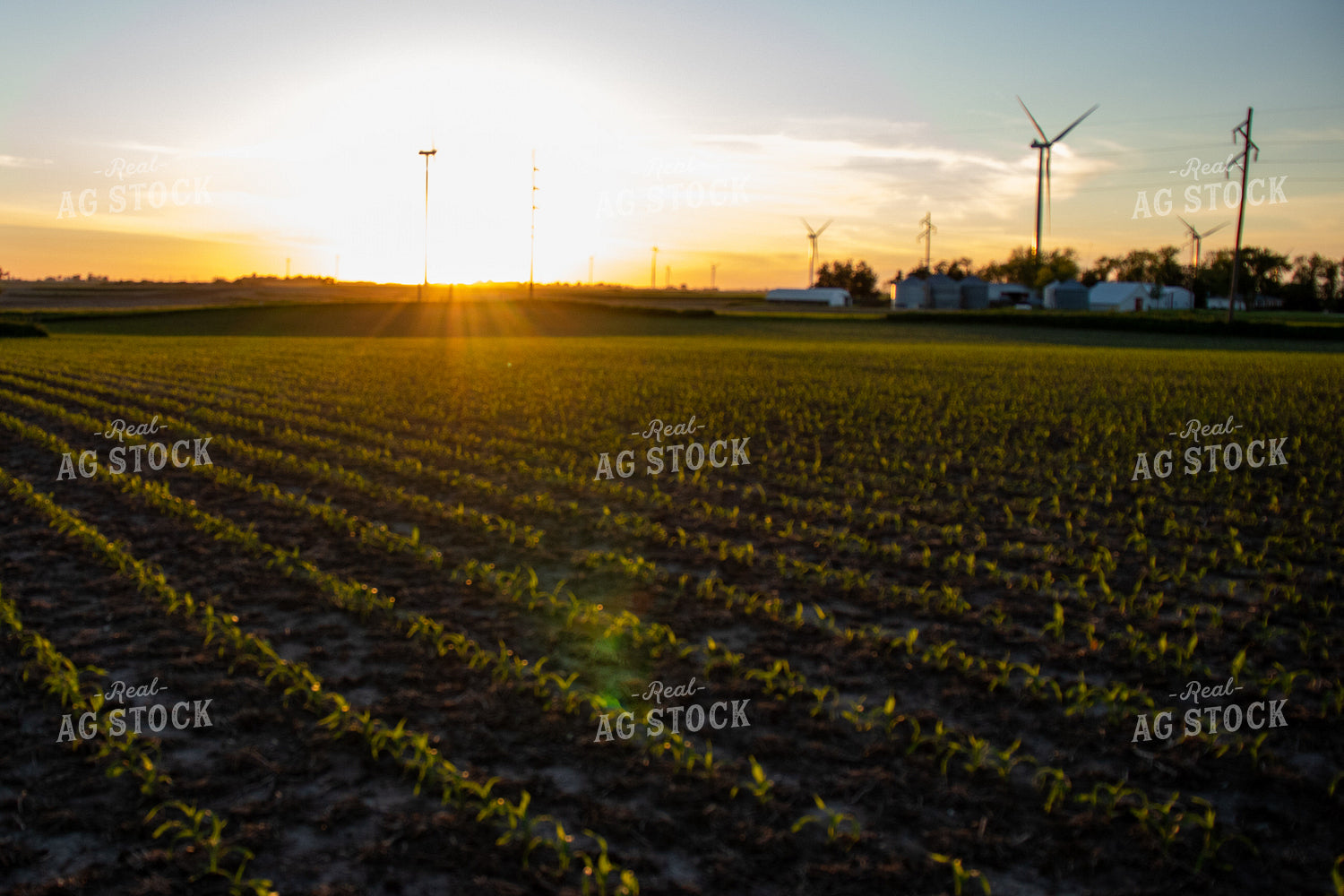 Corn Field with Windmills 67113