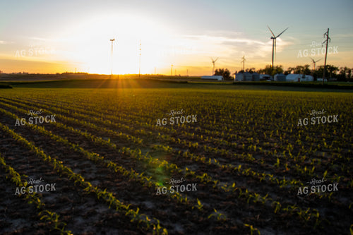 Corn Field with Windmills 67113