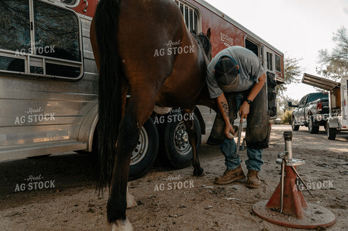 Trimming Horse Hooves 58238
