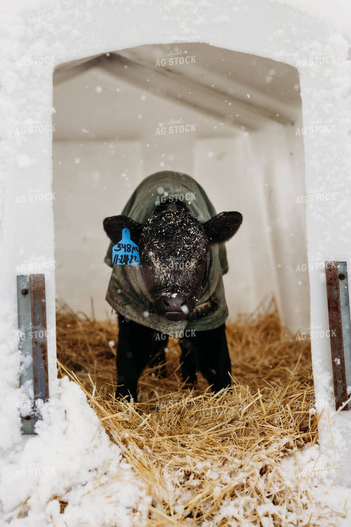 Holstein Calf in Hutch 152256